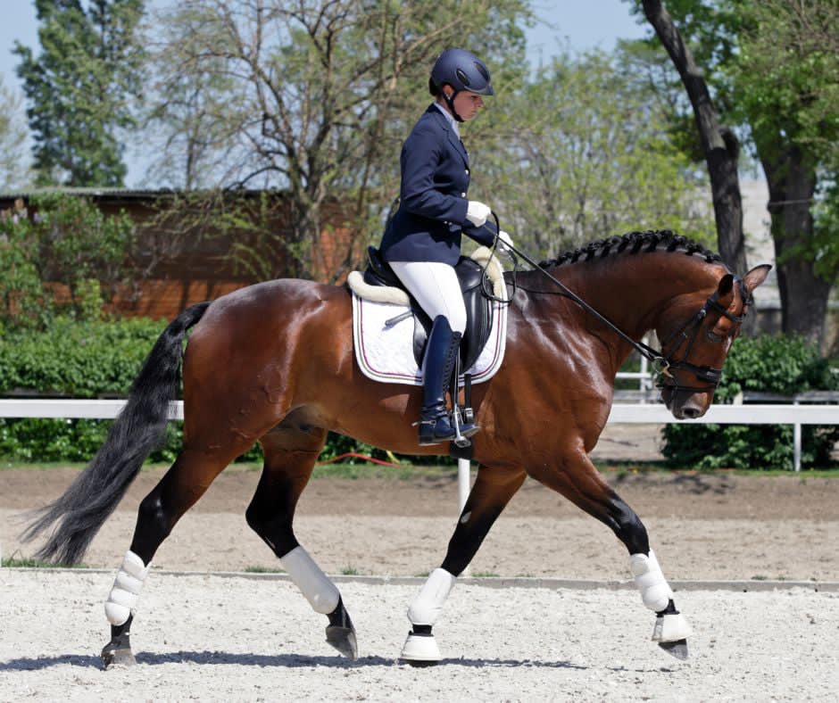 Area Qualifiers for Dressage