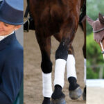 Dressage Training Day