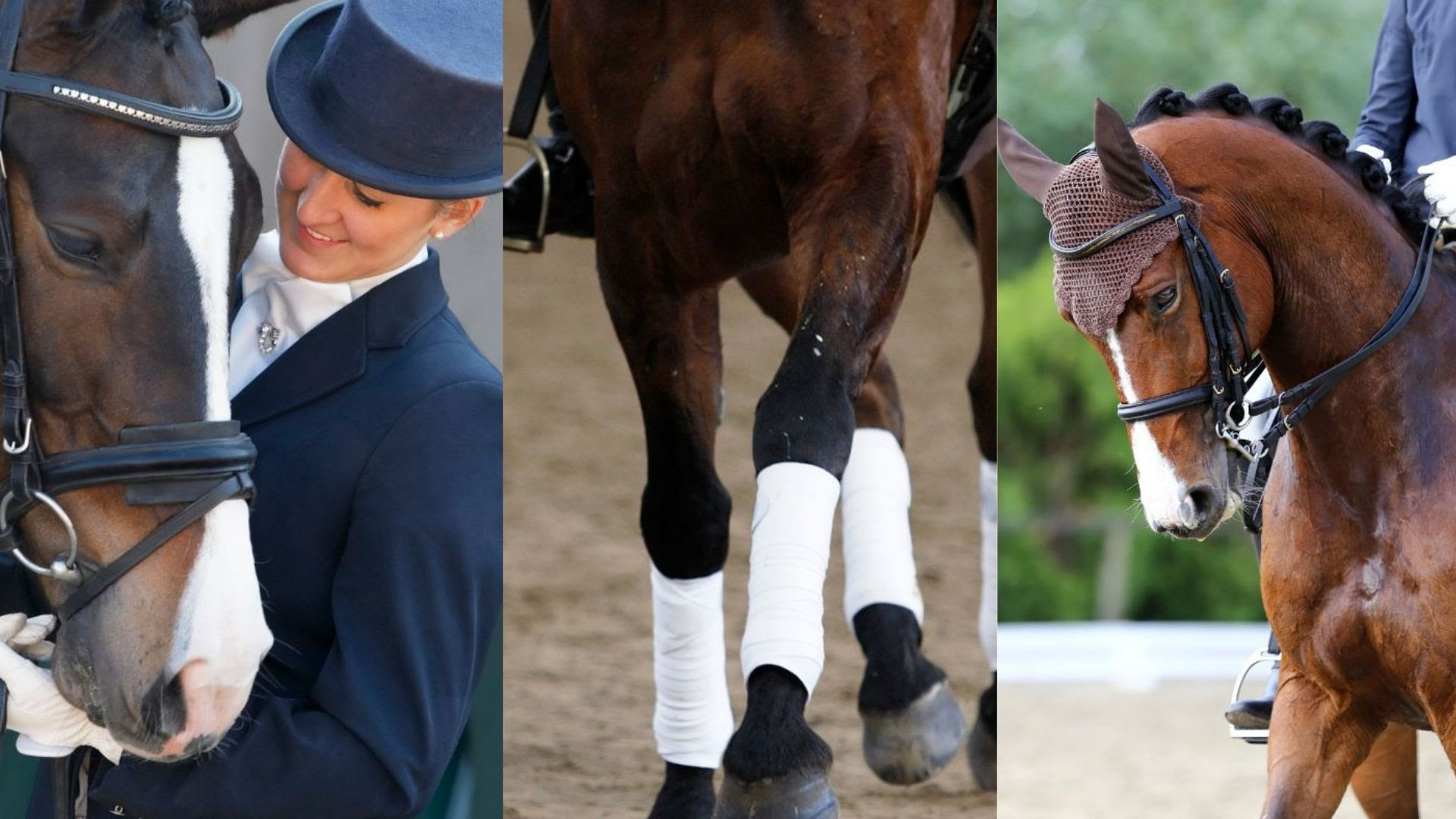 Dressage Training Day